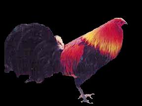 rooster2.jpg
