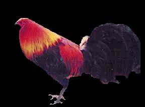 rooster3.jpg